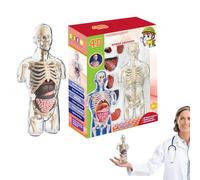 Human Body Model - Transparent STEM Toys Anatomy Assembly Kit | Half Torso Educational Skeleton Display For School | PVC Material Organs Structure Learning Tool Set For Boys Girls