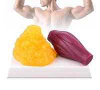 Human Body Muscle & Fat Replica, 1 lb Fat + 1 lb Muscle Anatomical Model, Fatty Tissue Demonstration Model for Anatomy & Physiology, Nutrition Analysis