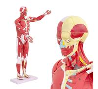 Human Body Muscular System Model - 27 Part Life Size with Removable Muscle Anatomy for Educational Training and Medical Study