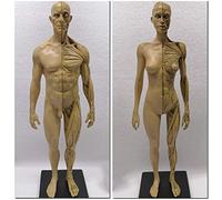 Human Body Musculoskeletal Anatomical Model Art Mannequin Model 11 Inch Female & Male Anatomy Figure Painting Model for Reference for Artists,A