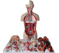 Human Body Organs Model,Gender Torso Model, 33.46" Life Size Model with 27 Pcs Removable Organs, 4D Anatomical Assembly
