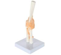 Human Body Part Joint Bone Skeleton Model (Hip Model)(Elbow joint model)