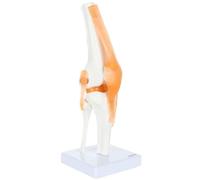 Human Body Part Joint Bone Skeleton Model (Hip Model)(Knee joint model)