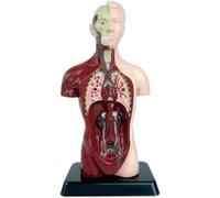 Human Body Parts Model, Educational Anatomy Doll,Removable And Realistic Humann Organ Anatomy Model, Professional Study Teaching Teaching Tool