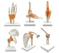 Human Body Six Main Joint Models Set for Anatomy Study and Medical Education