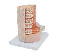 Human Body Skeletal Muscle Fiber Enlarged Model Medical Anatomical Model for Science Classroom Study Display Teaching molds