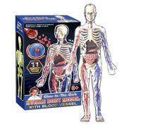 Human Body Skeleton - Children Science Toy Human Body