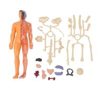 Human Body Skeleton Model Kit with Removable Bones and Organs Glow in The Dark STEM Toy Educational Science Kit Anatomy Learning Tool for Kids Students