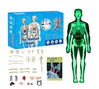 Human Body Skeleton Model Kits, 29 Piece Anatomy Figure, Glow in The Dark Bones Interactive Science Kit, STEM Educational Toys for Boys and Girls, Halloween Physiology Gifts for Kids Ages 6+ (C)