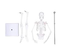 Human Body Skeleton Model Mini PVC Movable Joints Lifelike Structure Detachable Design for Medical Students Artists Halloween Decoration 45CM
