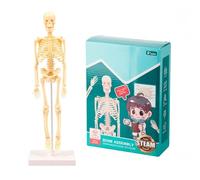 Human Body Skeleton Model Simple Assembly Learning Tool Kit Anatomy Display STEM Educational Teaching Supplies