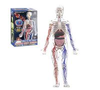Human Body Structure Model, 3D Human Body Model for Kids with Removable Bones and Organs