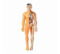 Human Body Structure Model, Human Body Skeleton Model Kits with Instruction Guide, 29 Piece Transparent 3D Human Body Torso Model - Removable Organs, Bones (B)