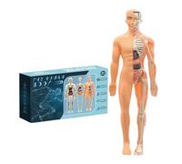 Human Body Structure Model, Removable Parts, 28.5x10cm, 3D Anatomy Kit, Educational Organ Model, Transparent Shell, For Classroom Teachers Science Educators College Learners Teens Students Home