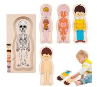 Human Body Structure Puzzle Educational Organ Recognition Toy Learn Anatomy | Learning Anatomy Puzzle Skeleton Toys for Preschoolers Youngsters Kids Ages 3 Plus Kindergarten Homeschool Early Learn