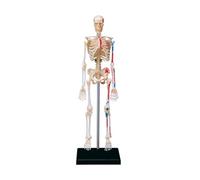 Human Bone Model Human Skeleton Model with Movable Arms and Legs Anatomical Medical Teaching Tool for Student Kid Legs and Stand