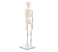 Human Bone Model Pvc Full Body Skeleton Simulation Teaching Model