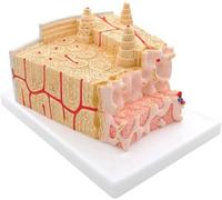 Human Bone Structure Anatomy Model, Bone Marrow Tissue Structure Model, Vertebrae Osteoporosis Microanatomy Structure, for Medical Student Teaching Demonstration.