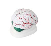 Human Brain Anaical Model - Anay Brain Cerebellum Brainstem Organ Dissection Model 3 Parts for School Teaching Aids Display Lab Equipment
