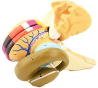 Human Brain Anatomical Model, Brain Intracerebral Sac and Basal Ganglia Model, Neuronuclear Functional Area with Digital Markers, for Teaching Demonstration.