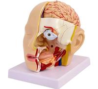 Human Brain Anatomical Model, Detachable Brain Model Anatomy with Labels and Display Base, for Neuroscience Psychology Science Research Medical Learning