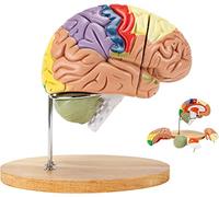 Human Brain Anatomical Model,Human Brain Model Anatomy 2X Life Size for Neuroscience with Color-Coded Detachable Brain M