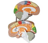 Human Brain Anatomical Model,Human Brain Model for Neuroscience Teaching with Labels 2 Times Life Size Anatomy Model Cra