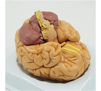 Human Brain Anatomical Model - Removable 8 Parts for Detailed Study - Ideal for Teaching and Learning Neuroscience