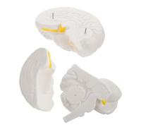Human Brain Anatomical Model White Pvc Detachable Teaching Model
