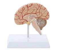 Human Brain Anatomical Model, with Cerebral Artery, Half of The