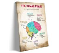 Human Brain Anatomy Art Print - Lobes & Functions Educational Poster, Neuroscience Decor for Office, Study or Library(Unframed,08x12inch(20x30cm))