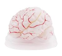 Human Brain Anatomy Model 1:1 8-Part Detachable Cerebral Cortex and Nerve with Display Base for Medical Teaching Human Model