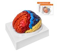 Human Brain Anatomy Model 2 Parts, Color-Coded Partitioned Brain, Anatomically Accurate Brain Model for Educational Teaching Medical Display