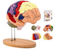 Human Brain Anatomy Model, 2X Life-Size, 4-Part Magnetic Model | Color-Coded, Laser-Engraved Labels, Detachable Magnetic Parts, PVC, Wooden Stand, Color Guide for Neuroscience and Anatomy