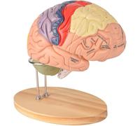Human Brain Anatomy Model, 2X Life Size Brain Model, 4-Part Detachable 3D Brain Model, for Science Research Medical Learning.