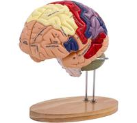 Human Brain Anatomy Model 2X Life Size Model of Brain w/Labels & Base 4 removable parts for Neuroscience Display Teaching Model Science Education Teaching