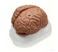 Human Brain Anatomy Model, Anatomical Model for Neuroscience Psychology Teaching Display(Coffee)