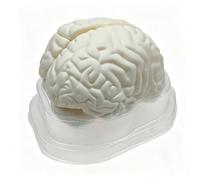 Human Brain Anatomy Model, Anatomical Model for Neuroscience Psychology Teaching Display(White)