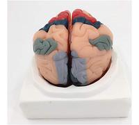 Human Brain Anatomy Model - Cerebral Cortex Partition Model - Educational Model Brain Anatomical Model - Scientific Anatomy Human Brain Model - for Study Teaching,A