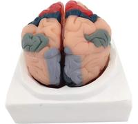Human brain anatomy model - cerebral cortex sections, with detachable parts and numbered areas, including a basic manual and a detailed manual.
