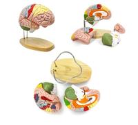Human Brain Anatomy Model for Neuroscience Study, 2X Life-Size with Labels for Medical Education and Display