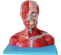 Human Brain Anatomy Model, Head and Neck Muscle Model, Dissected Into 19 Parts, Detachable, for Medical School Student Educational Training