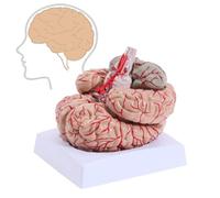 Human Brain Anatomy Model,Human Brain Model,Life Size 8-Part Anatomically Accurate Model of Brain,Anatomically Accurate Brain Model Teaching Model