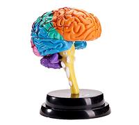 Human Brain Anatomy Model - Human Organ Anatomical Model - Detachable Parts Brain Anatomical Model - for Study Display Teaching Medical Model,Lab Equipment