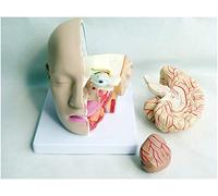 Human Brain Anatomy Model with Arteries - Human Head Anatomy Model - Medical Anatomical Head Skull Brain Cerebral Artery Model - for Study Teaching Display,A