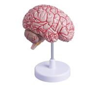 Human Brain Anatomy Model with Cerebral Arteries, Dissectible Color-Coded Right Hemisphere, Life Size Anatomical Brain Model for Neuroscience Medical Teaching & Lab Classroom Study