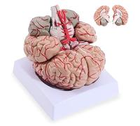 Human Brain Artery Model Human Anatomy Life-Size Anatomical Model of The Human Brain for Study Display - Teaching Model A