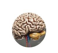Human Brain Car Air Fresheners Cards 4 Pcs Long Lasting Car Fresheners Gifts for Men Women Auto Aromatherapy Tablets Hanging Scented Card Rearview Mirror Pendant - Lavender Scent