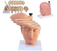 Human Brain Cross-Section Model, 12 Detachable Parts Anatomy Model, Horizontal Slice with Clear Markings, for Teaching