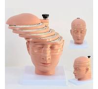 Human Brain Cross-section Model, CT, MRI Brain Mould, Imaging Teaching, 12-Part Removable Human Head Model, 1:1 Life-Size, with Digital Identification, Can Be Disassembled Individually, for Teaching